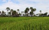 Champ de riz et palmiers à sucre