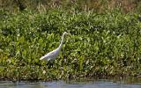 Grande aigrette