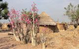 Les "rose du désert" (Adenium obesum) sont utilisés en décoration des villages