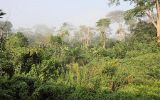 La forêt entre Yaoundé et Ngaoundéré