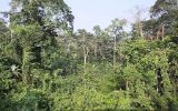 La forêt entre Yaoundé et Ngaoundéré