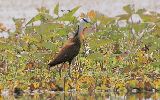 Jacana à poitrine dorée