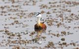 Jacana à poitrine dorée