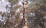 Girafe