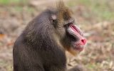 Jeune mâle de mandrill