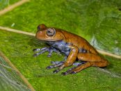 COL_3288 Grenouille 