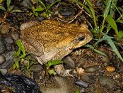 COL_5130 Crapaud