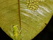 COL_5136 Grenouille de verre (Hyalinobatrachium aureoguttatum) et oeufs