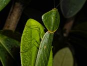 COL_9192 Mante feuille (Choeradodis rhombicollis)