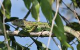 Iguane vert