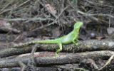 Lézard basilic femelle