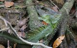 Lézard basilic mâle