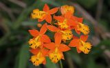 Orchidée epidendrum sur la lave de l'Arenal
