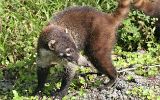 Coati