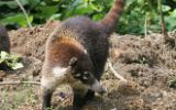 Coati