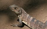 Cténosaure noir ( = iguane à queue épineuse noire)