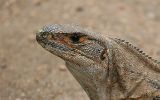 Cténosaure noir ( = iguane à queue épineuse noire)