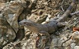 Cténosaure noir ( = iguane à queue épineuse noire)