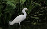 Aigrette neigeuse