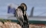 Anhinga d'Amérique