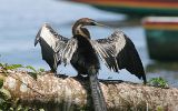 Anhinga d'Amérique