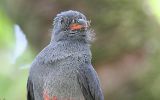 Trogon de Baird juvénile