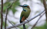 Motmot à sourcils bleus