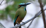 Motmot à sourcils bleus