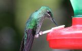 Colibri