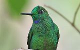 Colibri
