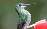 Colibri