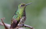 Colibri flavescent