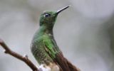Colibri flavescent