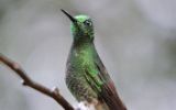 Colibri flavescent