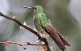 Colibri flavescent