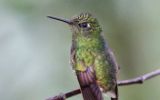 Colibri flavescent