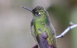 Colibri flavescent