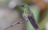 Colibri flavescent
