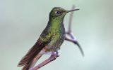 Colibri flavescent