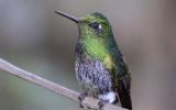 Colibri flavescent immature
