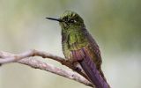 Colibri flavescent
