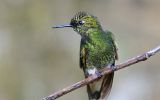 Colibri flavescent