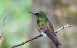 Colibri flavescent