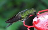 Colibri flavescent