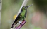 Colibri flavescent