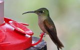 Colibri de Lafresnaye femelle ?
