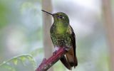 Colibri flavescent