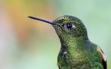 Colibri flavescent