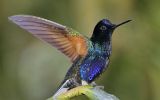 Colibri de Jardine
