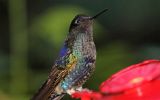 Colibri de Jardine
